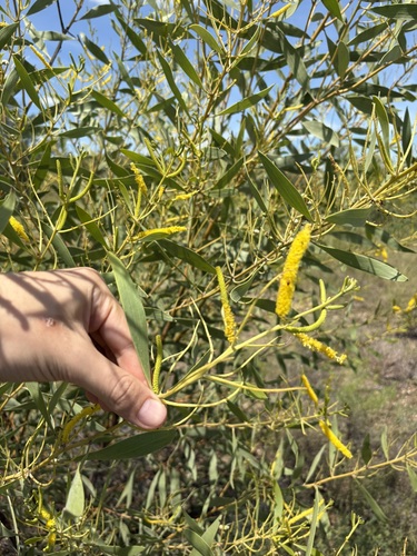 Acacia acradenia, 2026-03-28