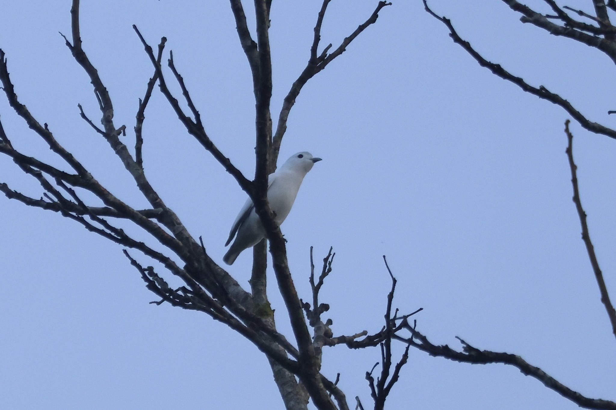 Snowy Cotinga (Carpodectes nitidus), photo 3