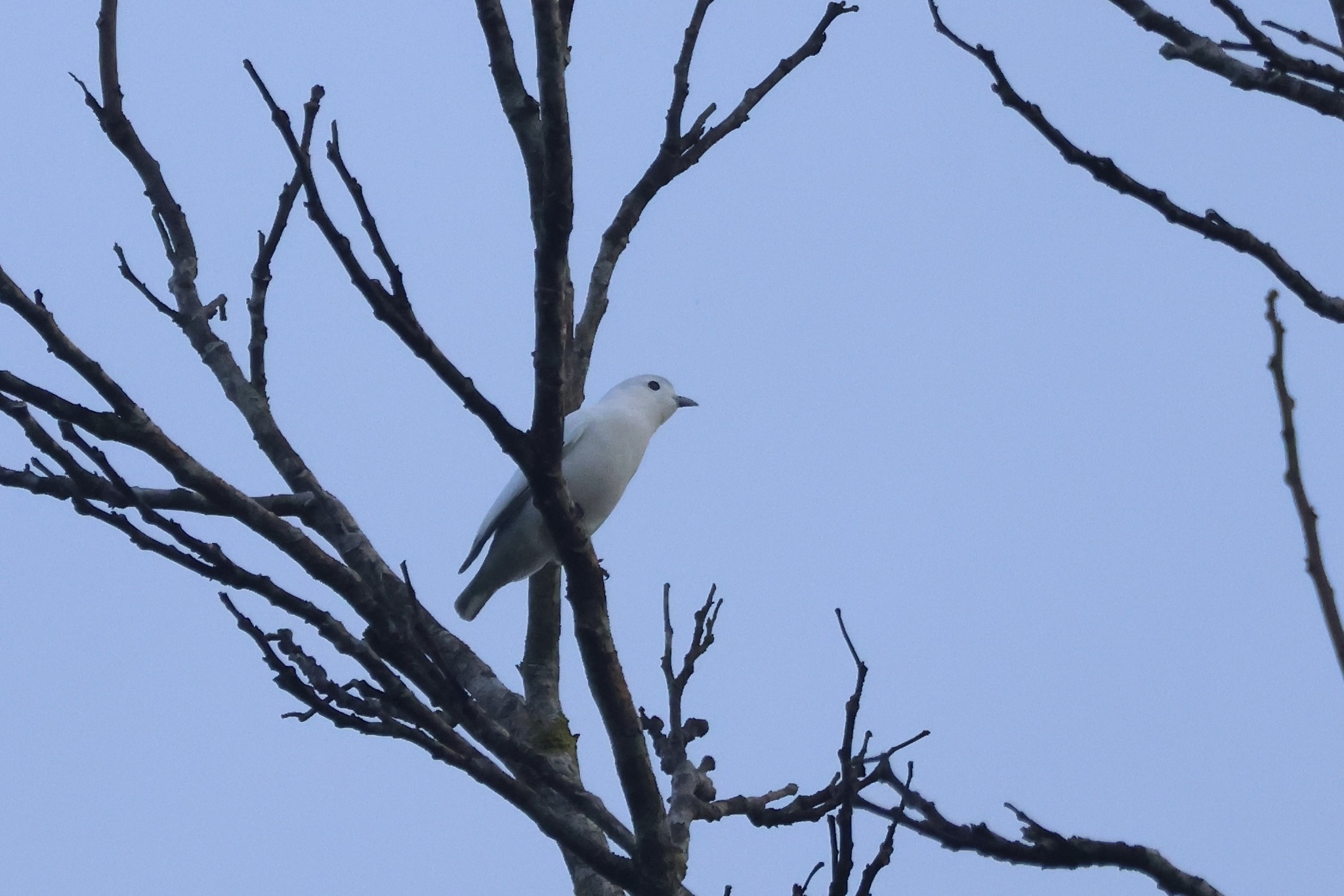 Snowy Cotinga (Carpodectes nitidus), photo 6