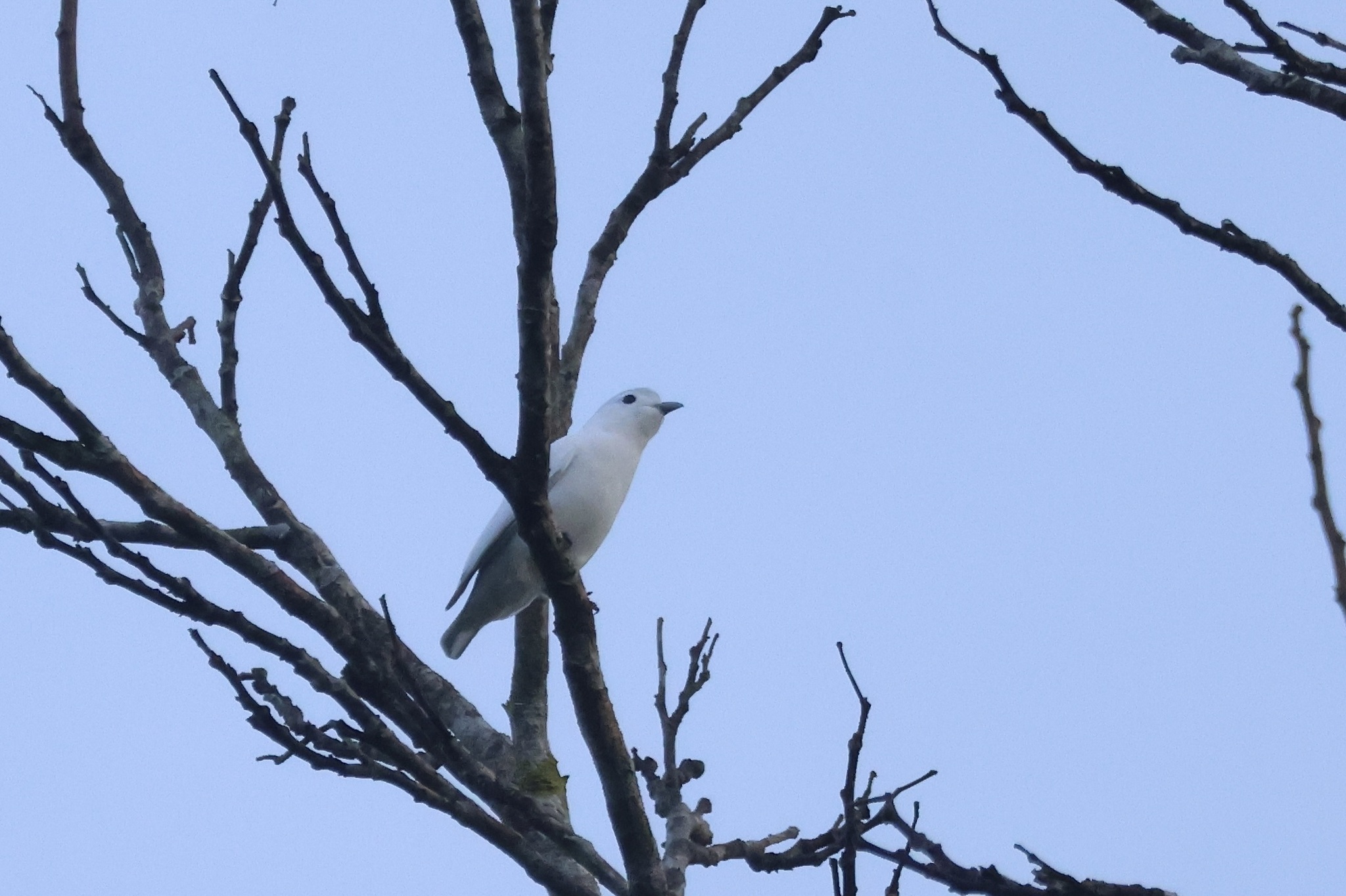 Snowy Cotinga (Carpodectes nitidus), photo 7