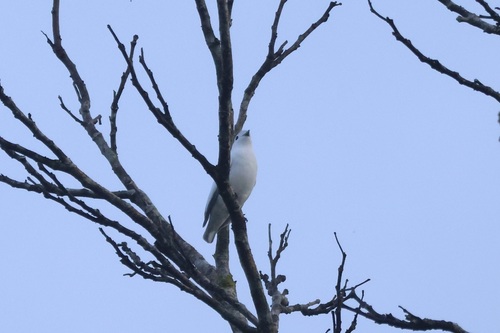 Snowy Cotinga (Carpodectes nitidus), photo 8