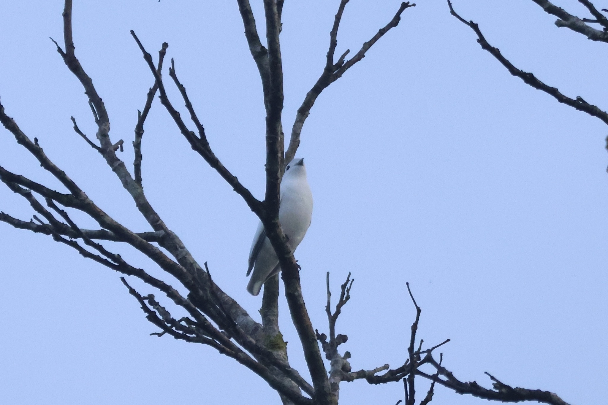 Snowy Cotinga (Carpodectes nitidus), photo 8