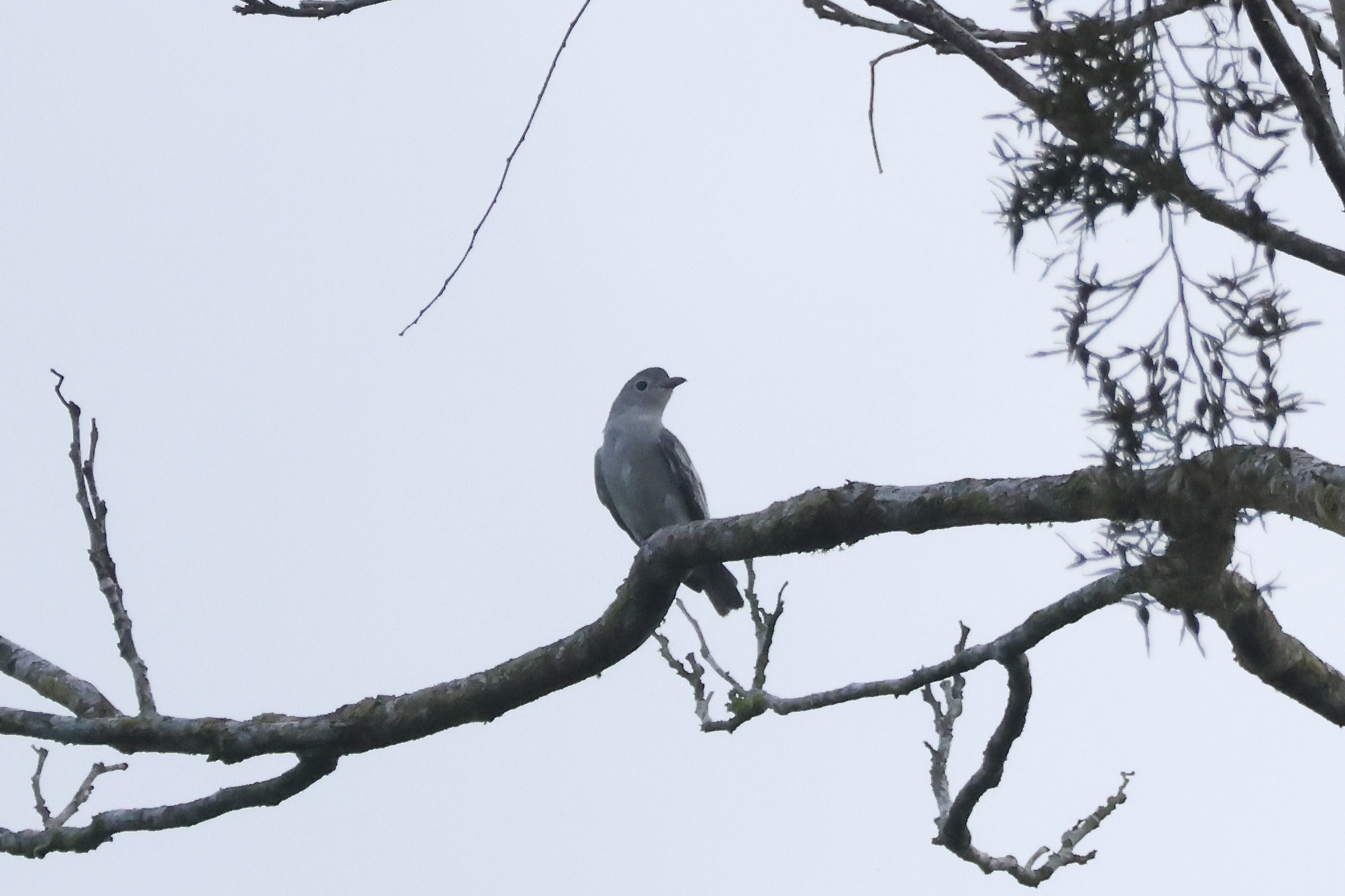 Snowy Cotinga (Carpodectes nitidus), photo 10