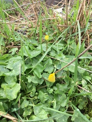 Ficaria verna