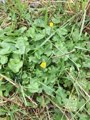 Ficaria verna