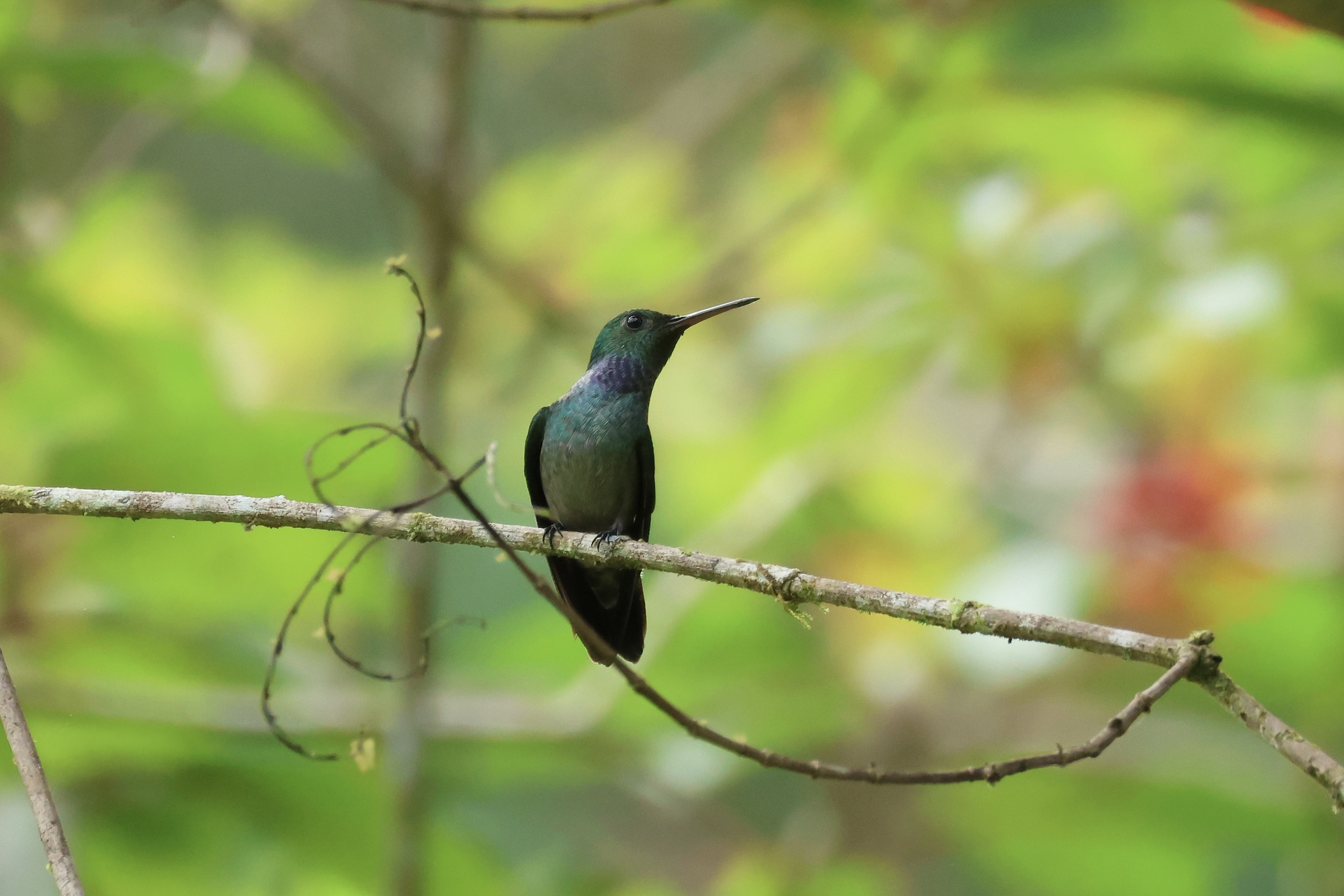 Blue-chested Hummingbird (Polyerata amabilis), photo 5