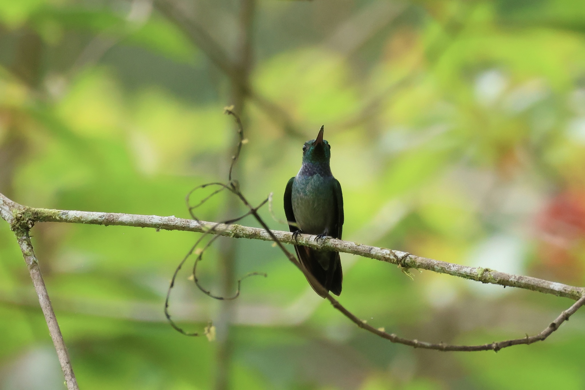 Blue-chested Hummingbird (Polyerata amabilis), photo 6