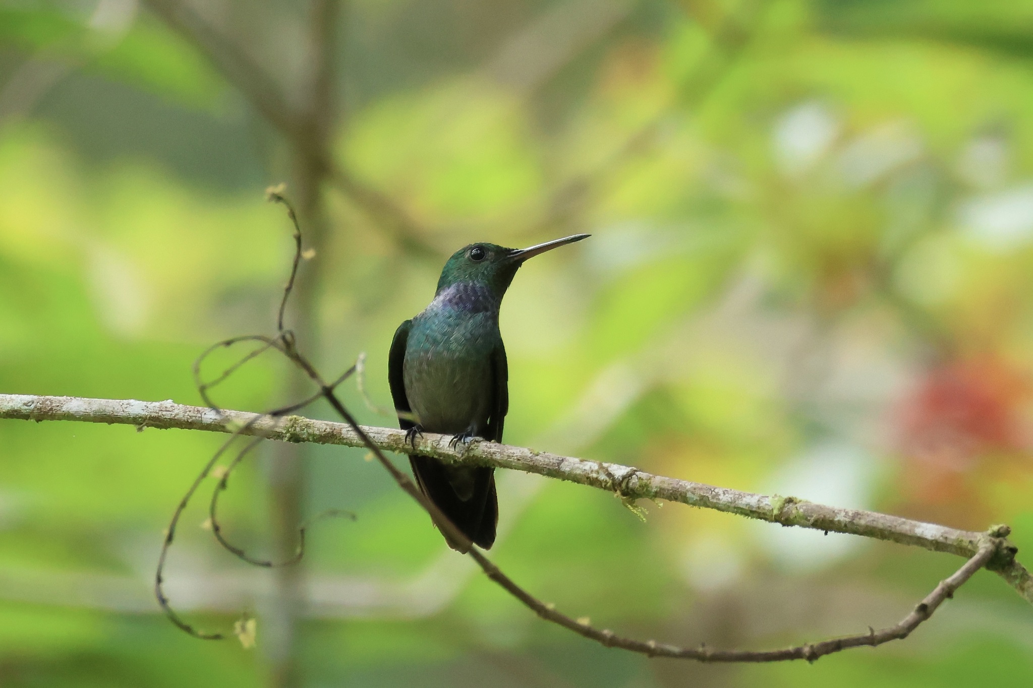 Blue-chested Hummingbird (Polyerata amabilis), photo 4