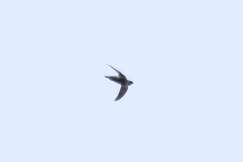 Grey-rumped Swift (Chaetura cinereiventris), photo 6