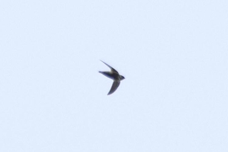 Grey-rumped Swift (Chaetura cinereiventris), photo 3