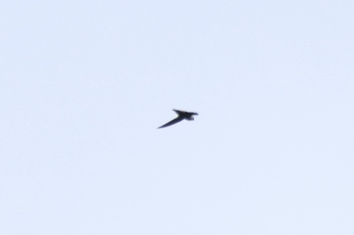 Grey-rumped Swift (Chaetura cinereiventris), photo 2