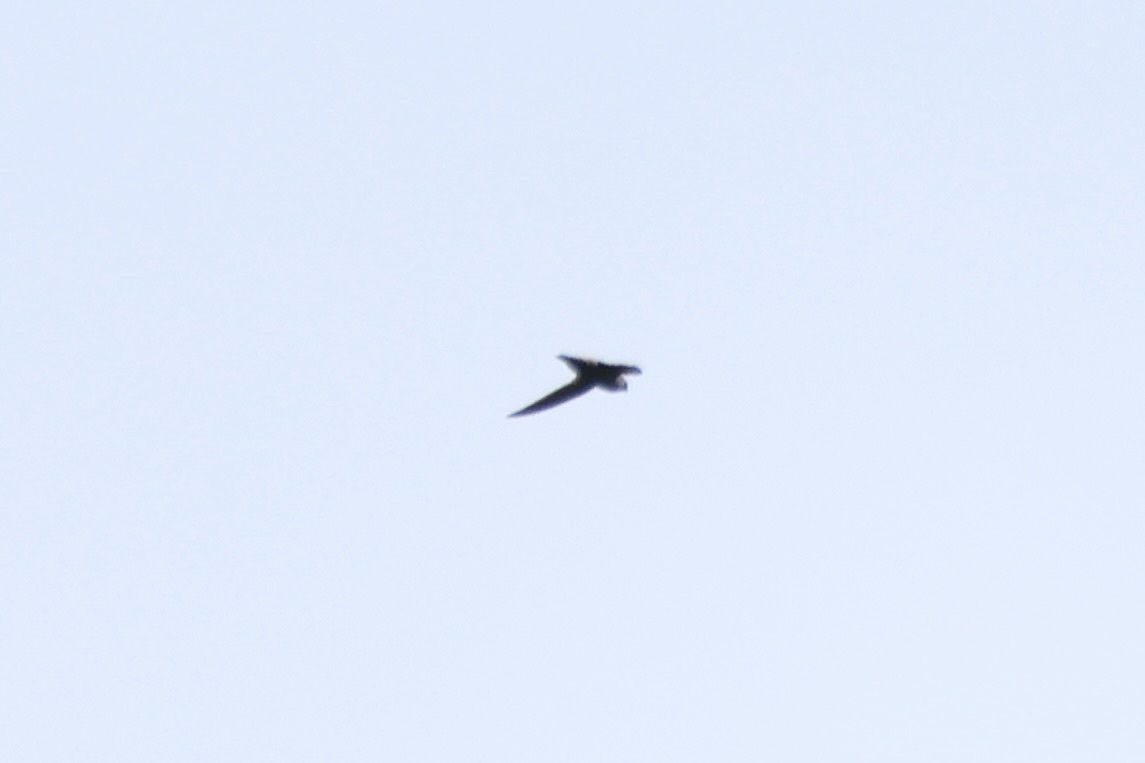 Grey-rumped Swift (Chaetura cinereiventris), photo 2