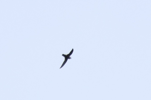 Grey-rumped Swift (Chaetura cinereiventris)