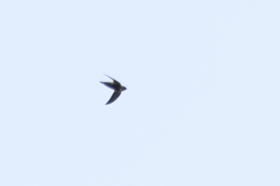 Grey-rumped Swift (Chaetura cinereiventris), photo 4