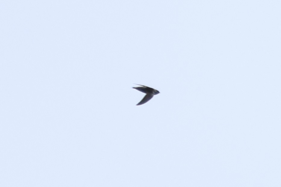 Grey-rumped Swift (Chaetura cinereiventris), photo 5
