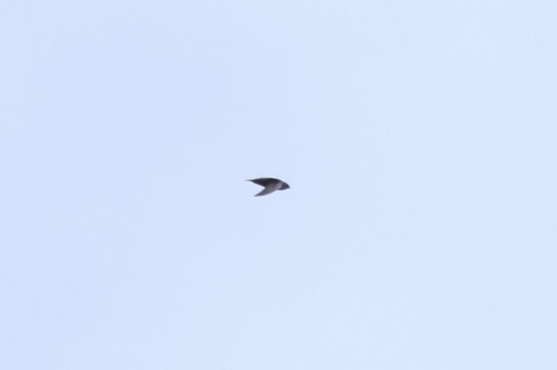 Grey-rumped Swift (Chaetura cinereiventris), photo 9