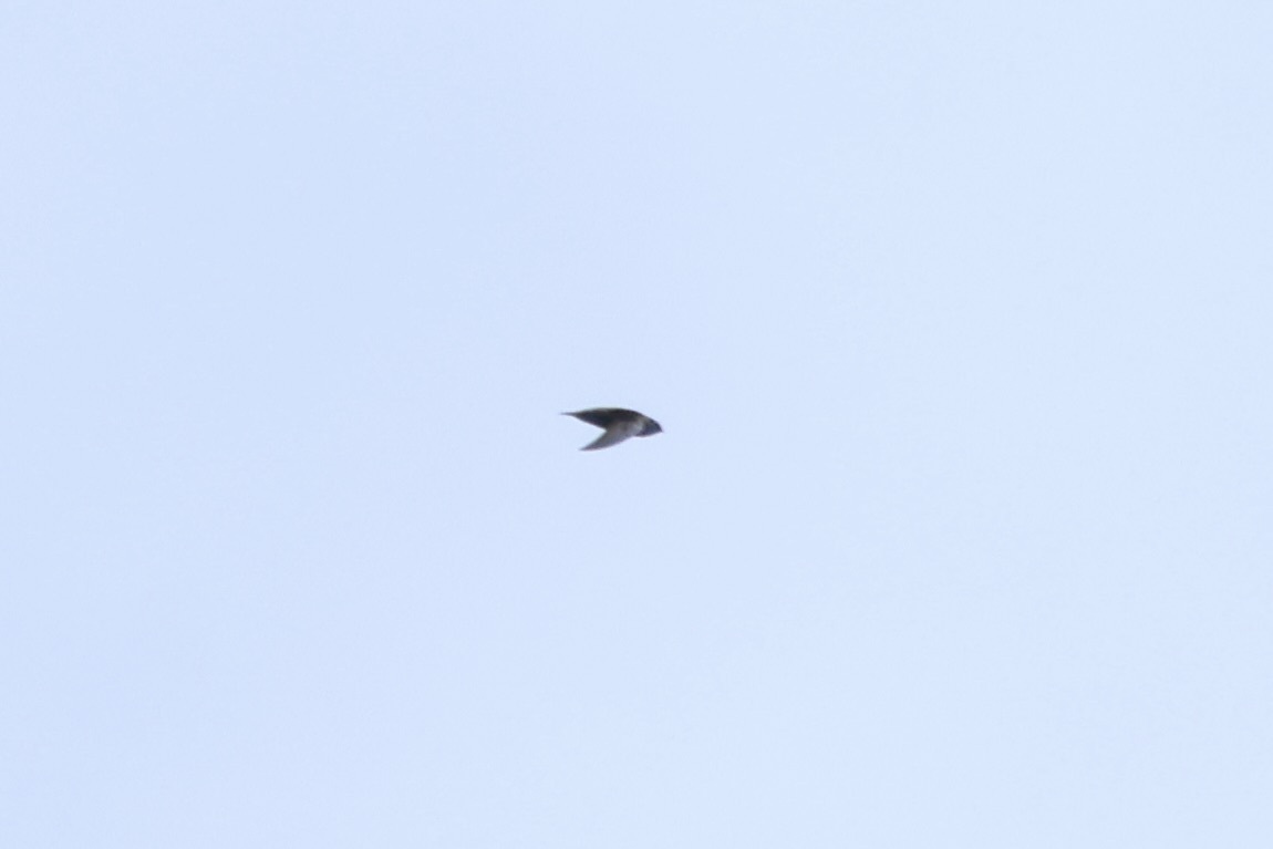 Grey-rumped Swift (Chaetura cinereiventris), photo 6