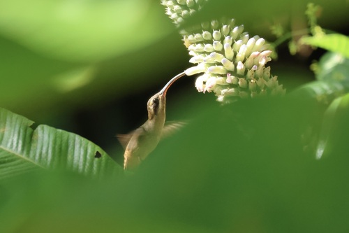 Long-billed Hermit (Phaethornis longirostris), photo 5