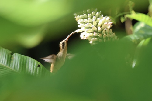 Long-billed Hermit (Phaethornis longirostris), photo 10
