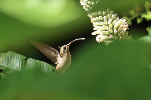 Long-billed Hermit (Phaethornis longirostris), photo 4