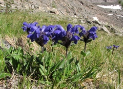 Dracocephalum grandiflorum