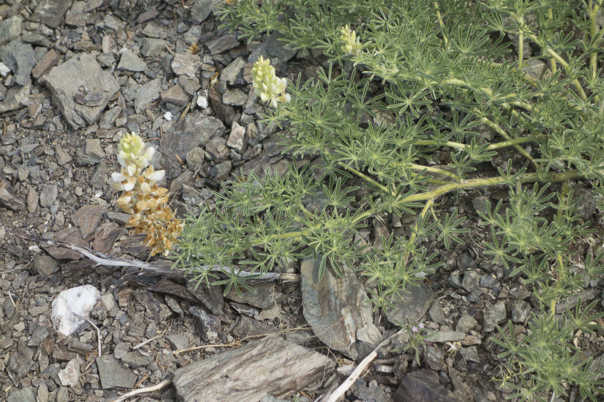 Lupinus antoninus