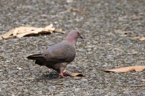 Short-billed Pigeon (Patagioenas nigrirostris), photo 4