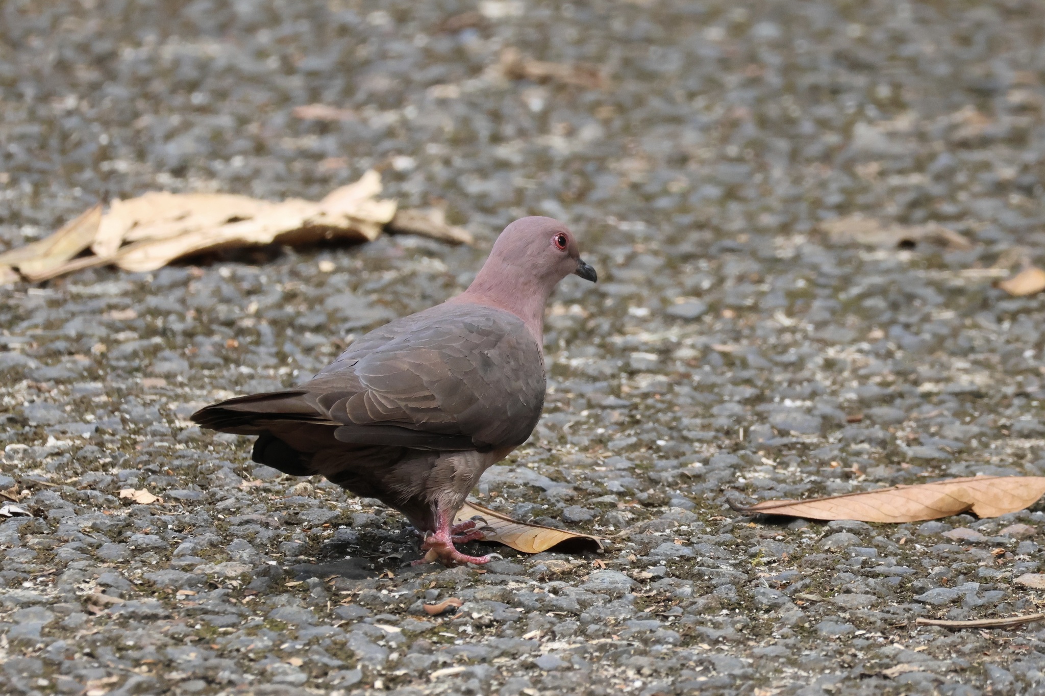 Short-billed Pigeon (Patagioenas nigrirostris), photo 6