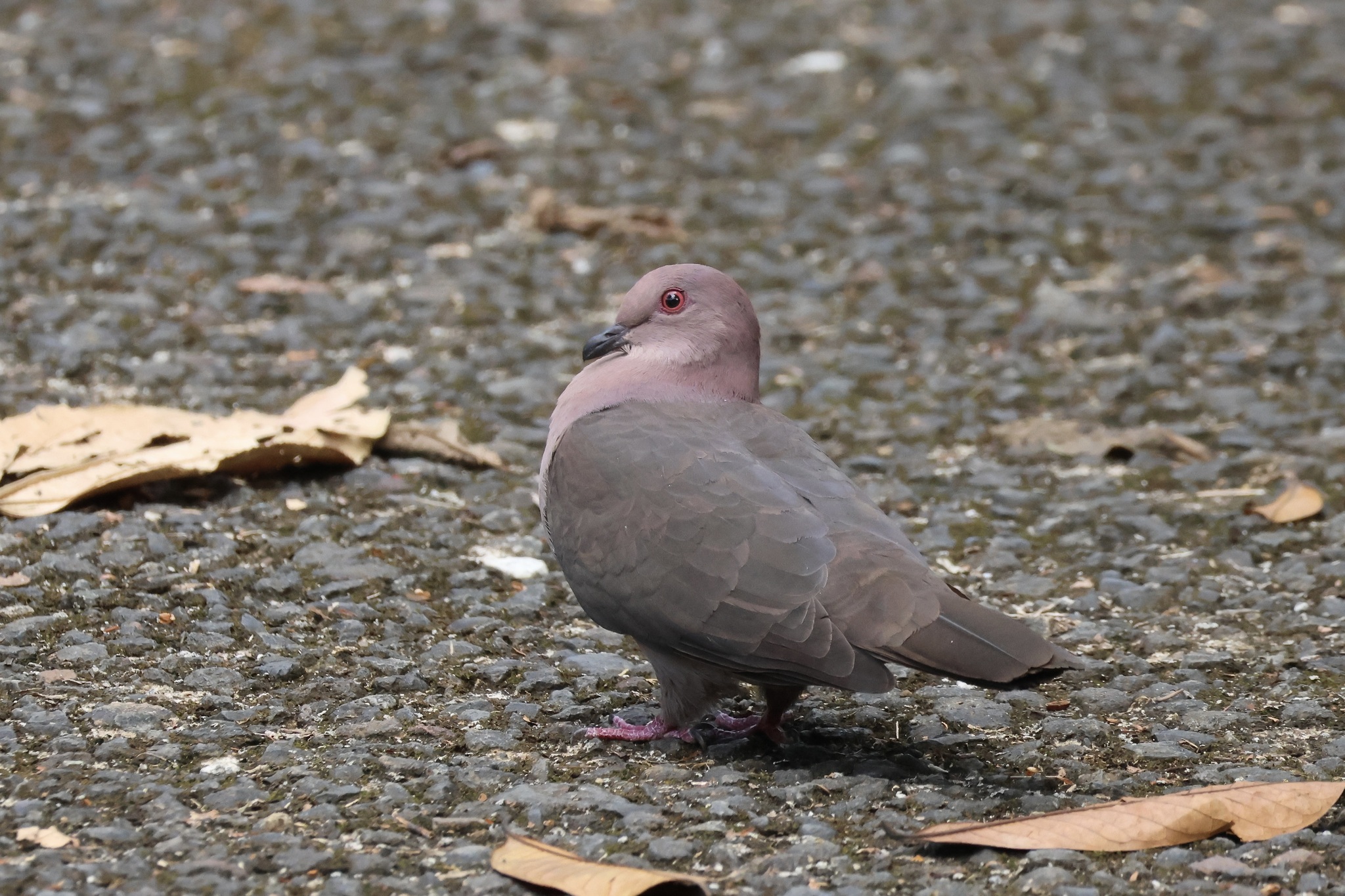 Short-billed Pigeon (Patagioenas nigrirostris), photo 7