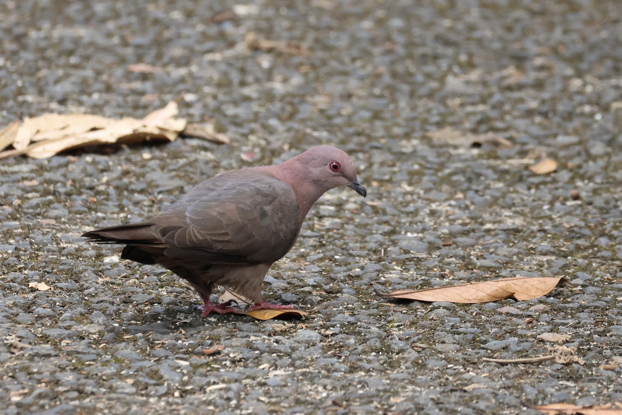 Short-billed Pigeon (Patagioenas nigrirostris), photo 5