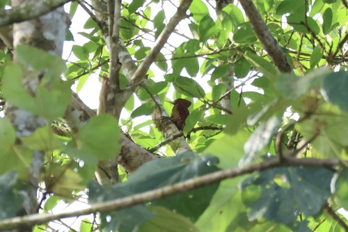 Cinnamon Woodpecker (Celeus loricatus), photo 6