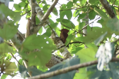 Cinnamon Woodpecker (Celeus loricatus), photo 5