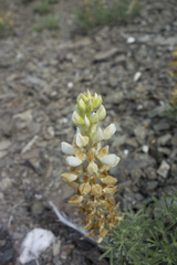 Lupinus antoninus