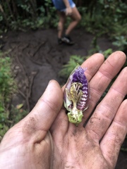 Passiflora laurifolia