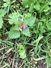 Lamium purpureum