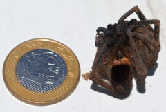 Phoneutria nigriventer