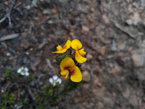 showy parrot-pea (Dillwynia sericea)