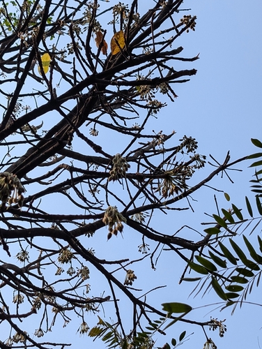 Mahua (Madhuca longifolia)