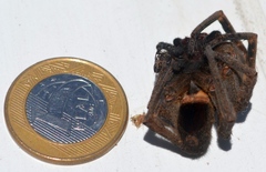 Phoneutria nigriventer