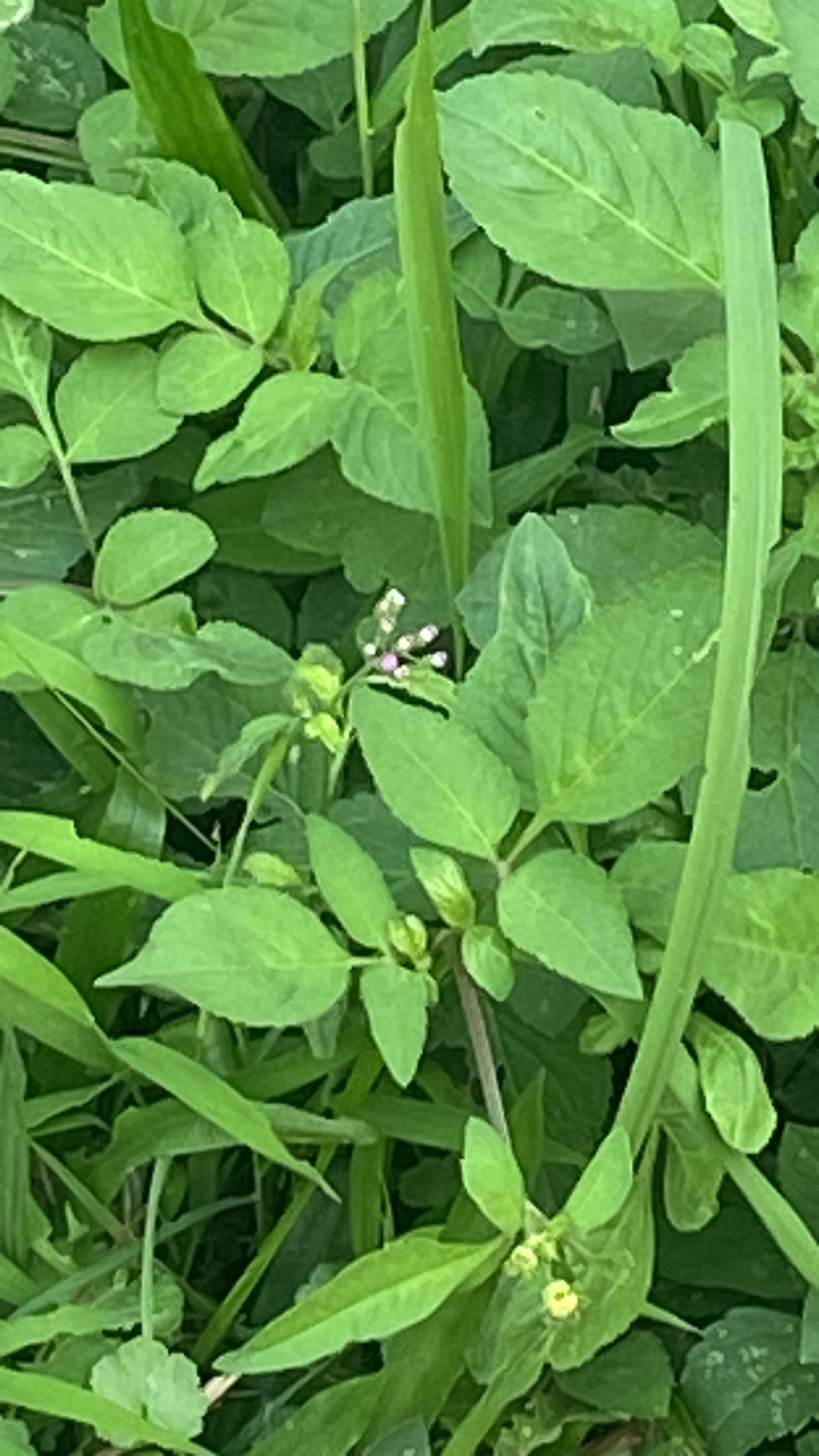 Cyanthillium cinereum (Cyanthillium cinereum)