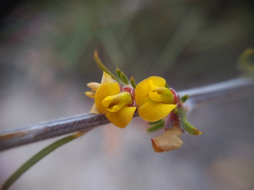 Heathy Phyllota (Phyllota pleurandroides)