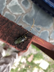 Retrachydes thoracicus