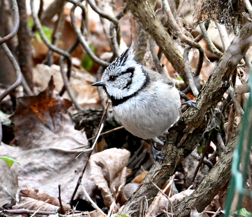 Herrerillo capuchino (Lophophanes cristatus)