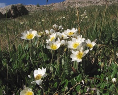 Dryas oxyodonta