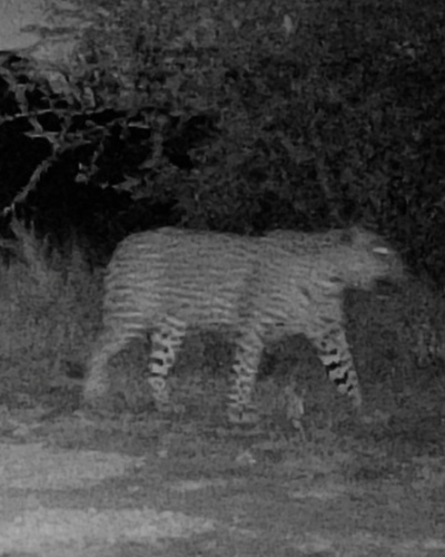African Leopard
