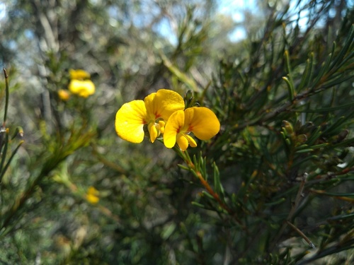 Grampians Parrot-pea (Dillwynia oreodoxa)