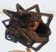 Phoneutria nigriventer