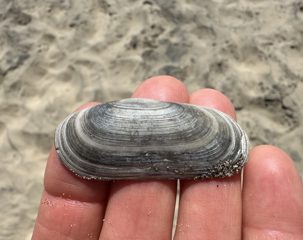 Antique Razor Clam