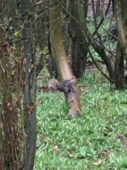 Sciurus carolinensis