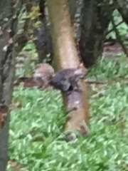 Sciurus carolinensis